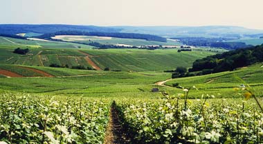 View of Mutigny and Avenay vineyards